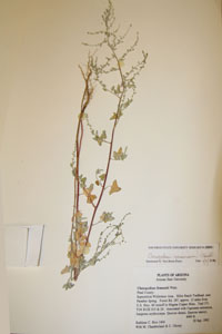 Herbarium Sheet of 